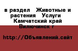  в раздел : Животные и растения » Услуги . Камчатский край,Вилючинск г.